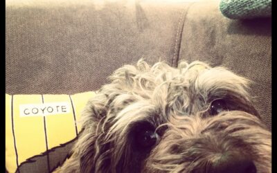 What I learned from losing my dog