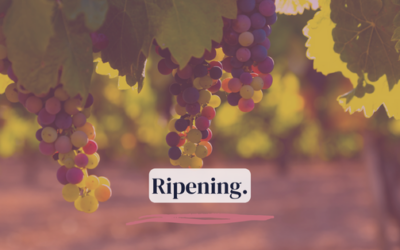 Ripening.