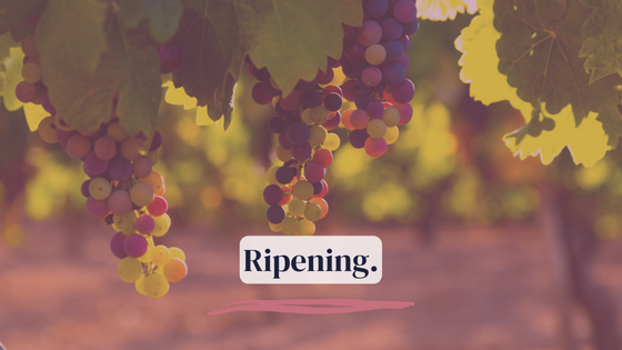 Ripening.